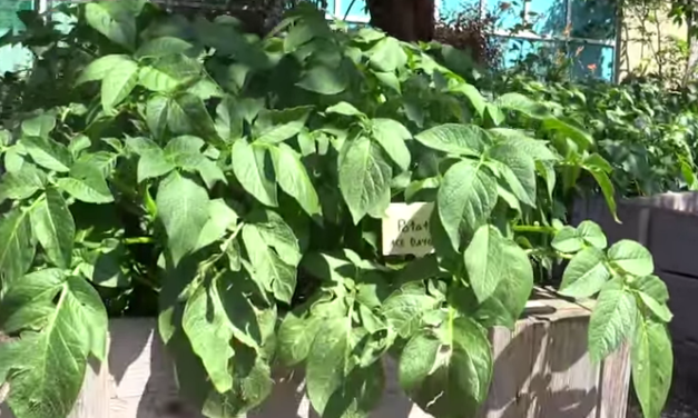 Municipal Building Community Garden